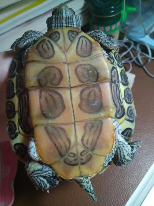 谁能分辨下家里红耳巴西龟的公母?