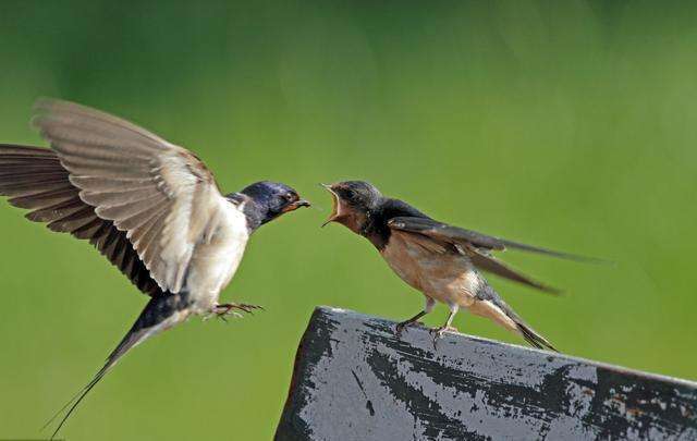 如果家里飞入了燕子,他们就会赶紧把燕子赶走,甚至会想办法捉住它们.
