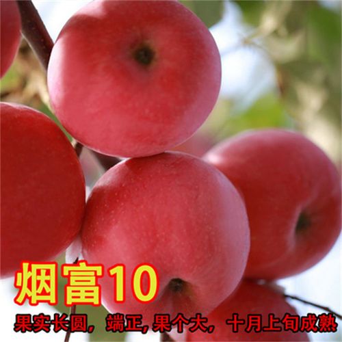 烟富10号苹果嫁接苹果树苗 红富士烟富8号苹果苗新2001南北方种植