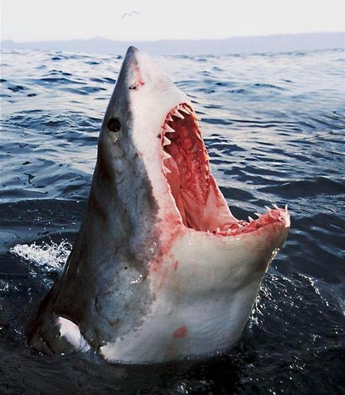 动物世界!大白鲨一天吃多少食物?科学家:占体重的2%!