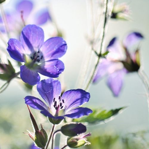 一组很好看的紫色花朵的唯美意境美图,感觉花朵除了白色,就属紫色的花
