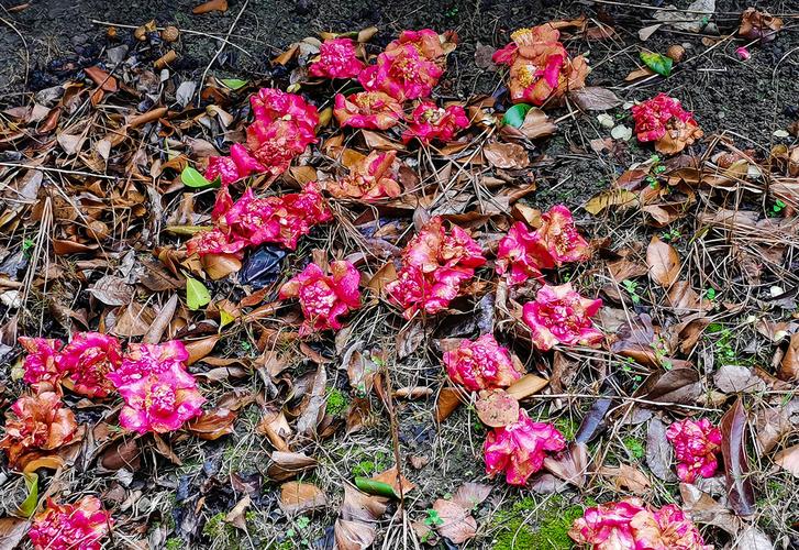 茶花 红色的花 落花 落红不是无情物,化作春泥更护花 摄影 素材  花卉