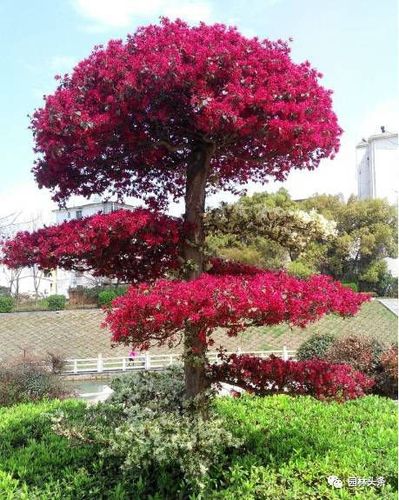 8,红花檵木 形态特征: 常绿灌木或小乔木,花期4～5月,花期长,约30～40