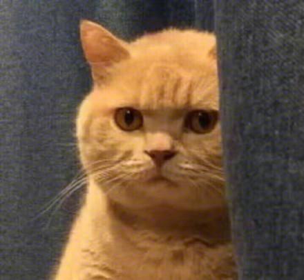 猫偷看表情包暗中观察橘猫表情包是一款网友设计制作的具有魔性气息的