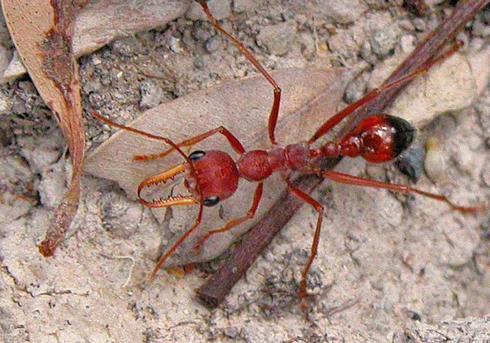 世界上最大的蚂蚁是什么蚂蚁有多大