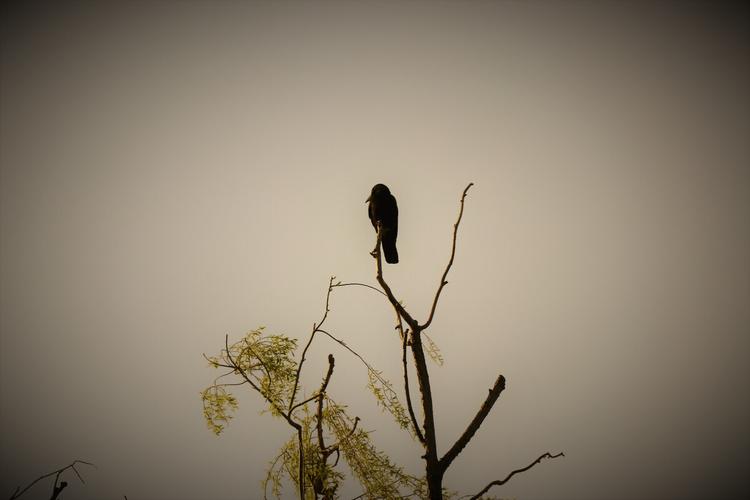孤独的鸟