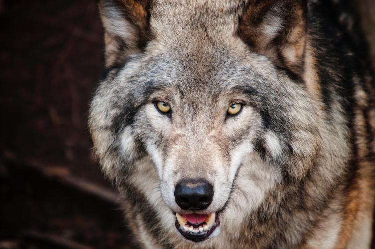 野生动物,狼,狼头部,动物狼的头部图片 野生动物,狼,狼头部
