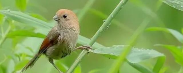 黄豆鸟是一种很善于打斗的宠物鸟,尤其是在它们经历过繁育之后,打斗