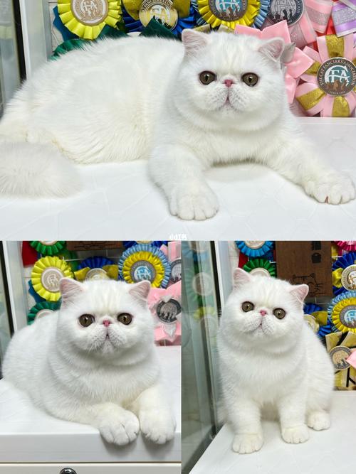 加菲猫白色多少钱一只