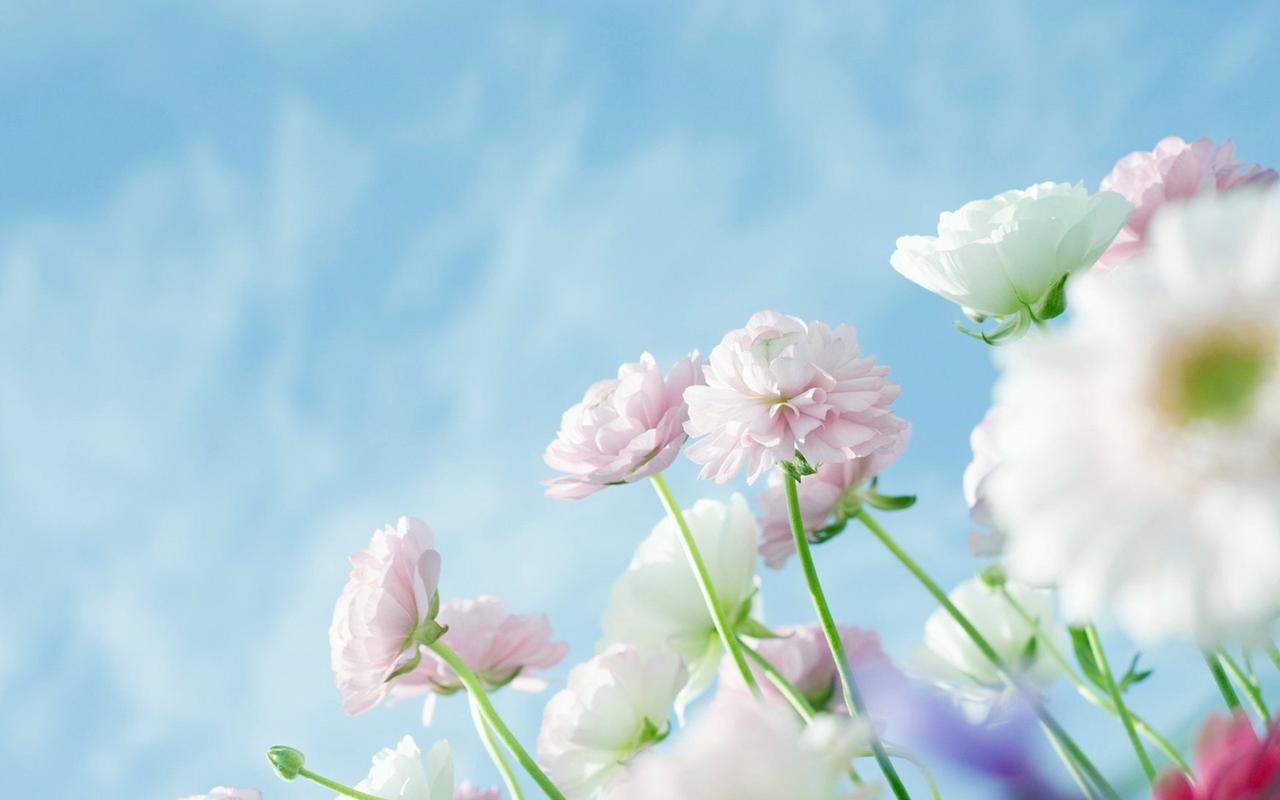 小清新鲜花漂亮花朵桌面壁(二)高清大图预览1920x1200_植物壁纸下载_