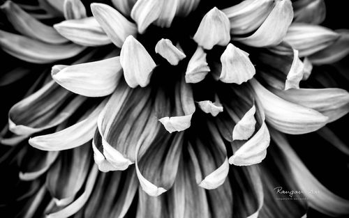 花之几何 黑白摄影微距花植物宽屏壁纸(1)