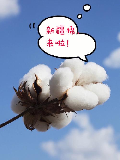 你知道棉花的花语吗