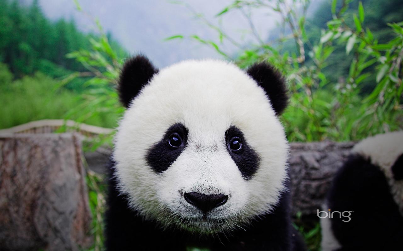 国家一级保护动物可爱熊猫宽屏桌面壁纸