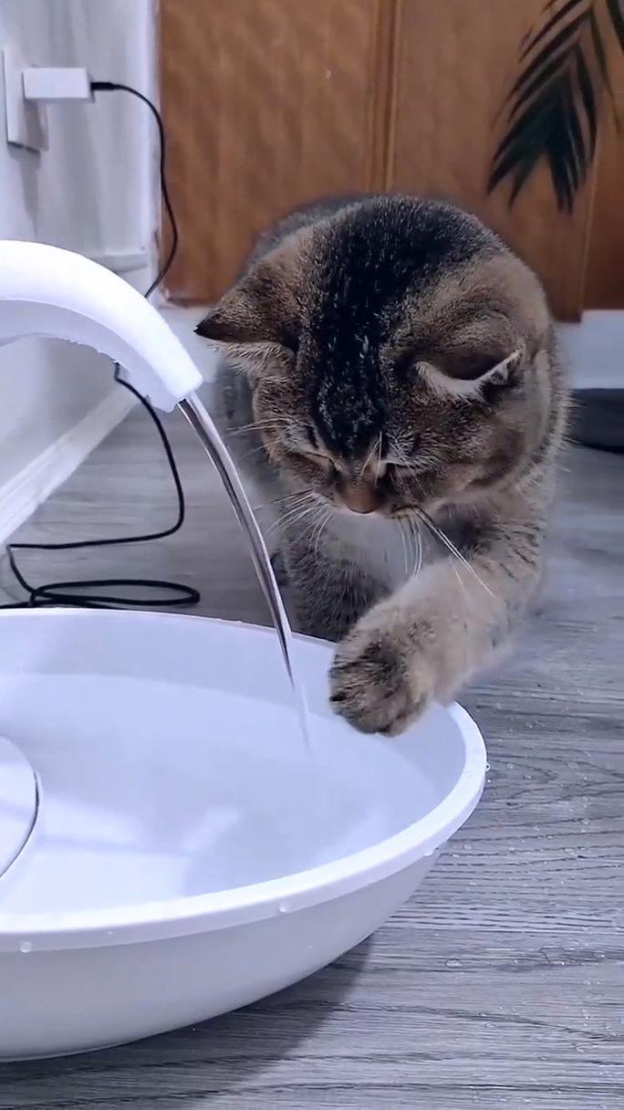 为什么猫猫对水龙头都情有独钟?
