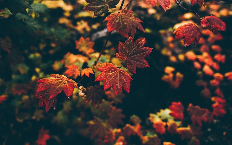 秋天,红叶,背景虚化 壁纸