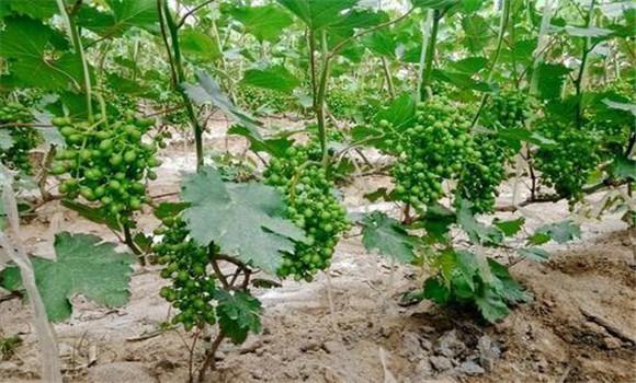葡萄施肥用什么肥料葡萄的追肥方法与次数