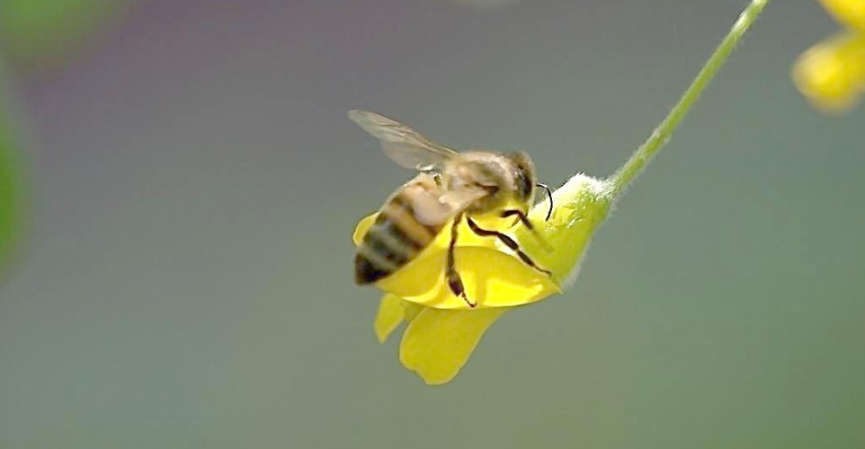 bee除了蜜蜂还有聚会的意思,你知道吗?