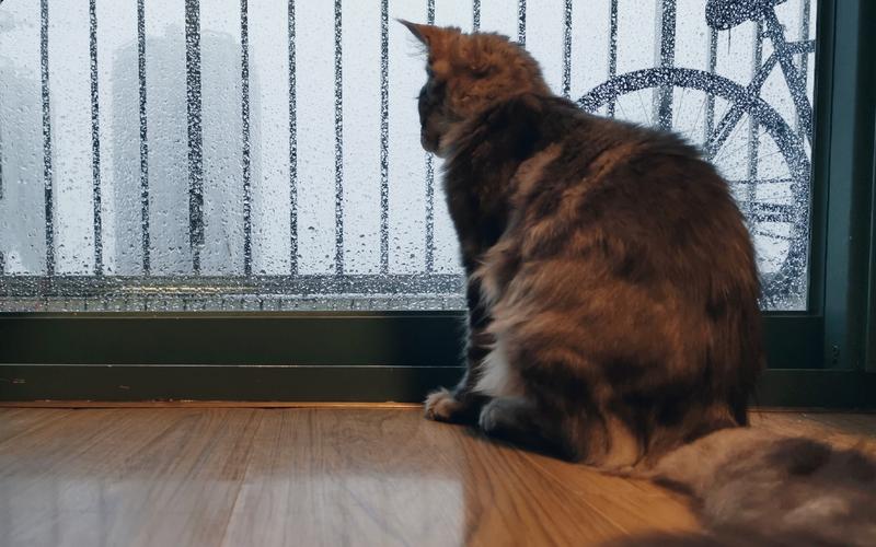 下雨天在阳台忧伤看雨的小猫咪