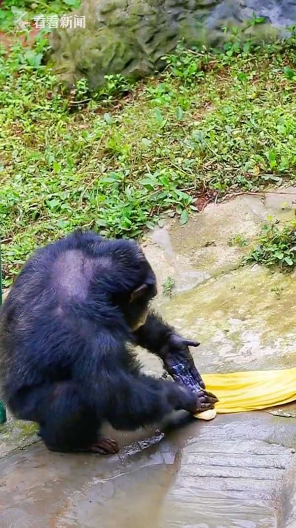视频|洗衣比老公还勤快?它让网友直呼黑猩猩届天花板