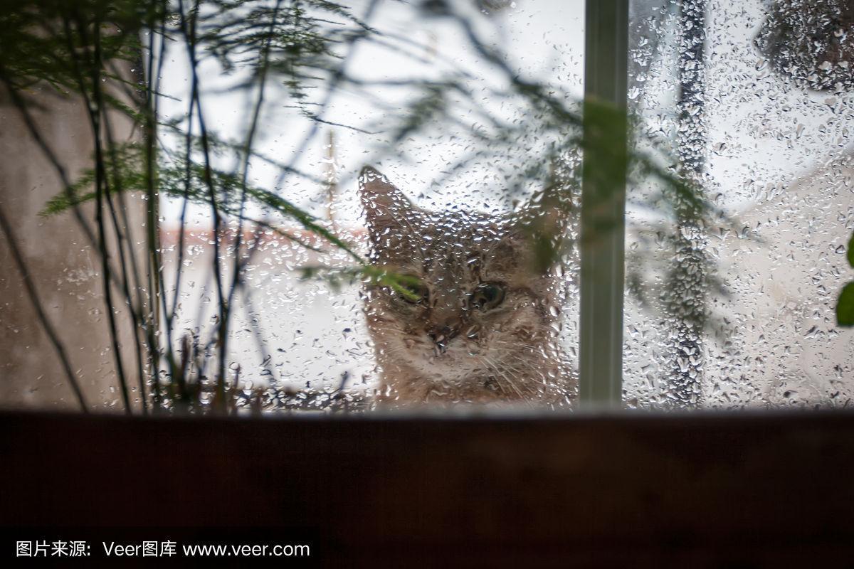 看窗外下雨的猫