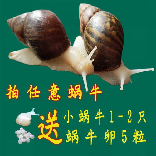 白玉蜗牛宠物蜗牛幼儿园观赏教学小蜗牛宿舍宠物活体巨型大蜗牛养
