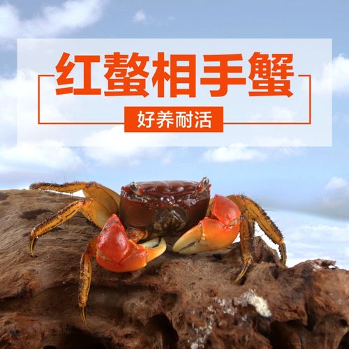 宠物相手相守蟹活体螃蟹冷淡水可养动物观赏蟹桌面宠物爬宠寄居蟹