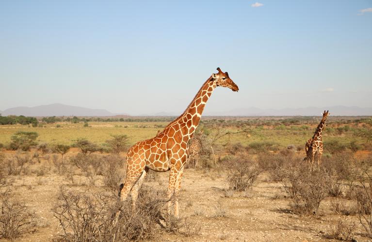 高大的长颈鹿图片野生动物长颈鹿
