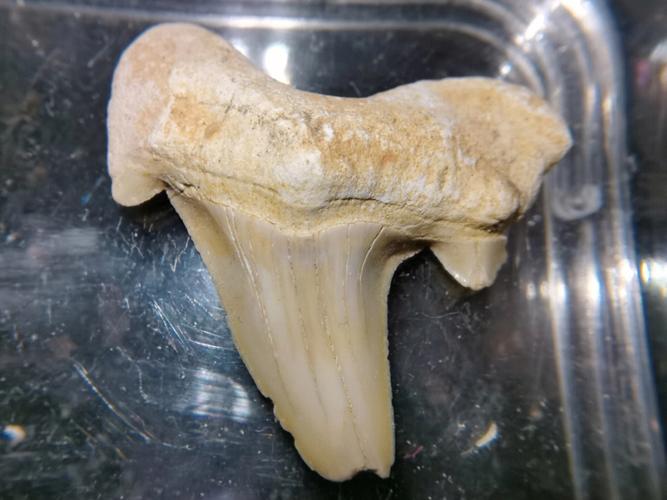 斜耳齿鲨鱼牙化石