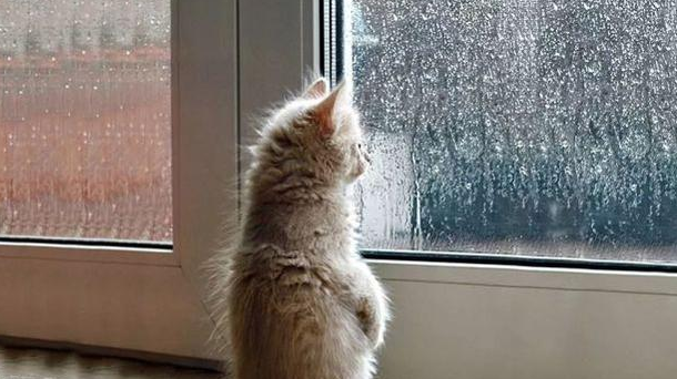 窗台前的小猫咪看着窗外的雨水,唯美的感觉一下子就出来了.