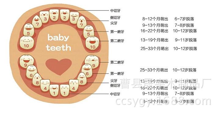 宝宝牙齿生长顺序图