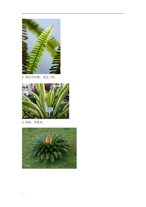常见园林植物图片与名称80种