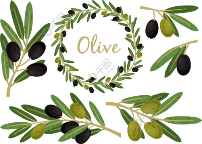 橄榄枝和橄榄冠希腊橄榄枝和花环套装夏季油食树树枝和树叶矢量图橄榄