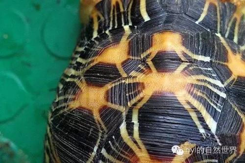 辐射陆龟粘甲