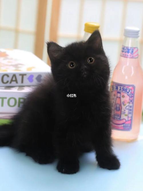 英短  #英短纯黑  #纯黑猫  #黑猫