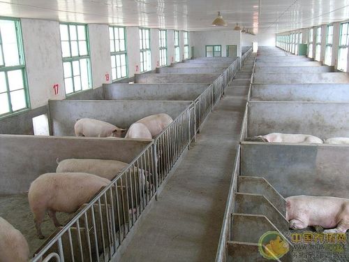 单列双坡育肥暖棚猪舍的建造 - 养猪场建设/养猪技术 - 中国养猪网