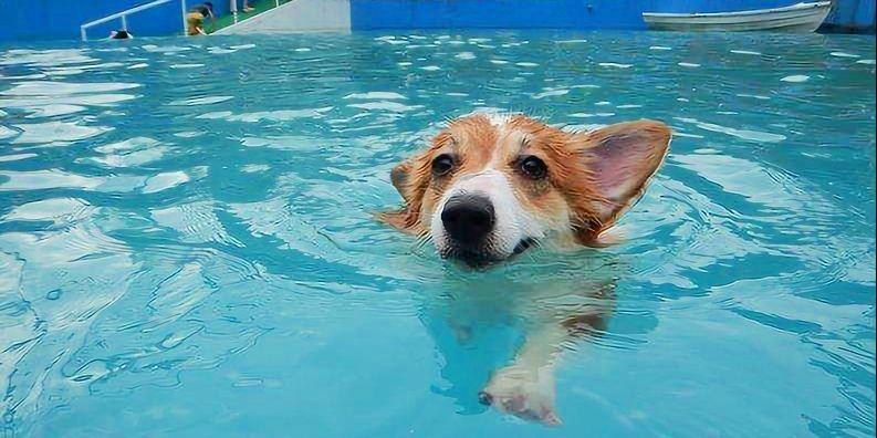 狗游泳一次多少时间最好