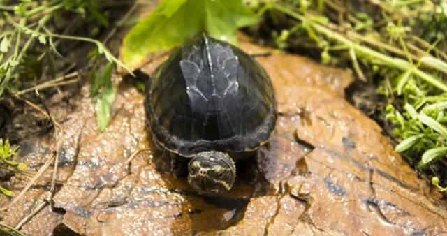 麝香龟属于蛋龟中的入门品种,极佳的互动性和对环境的水质,温度要求都