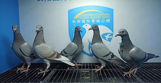 2024年长阳国际赛鸽公棚4月16日幼鸽入棚照(2)--中国信鸽协会官方网站