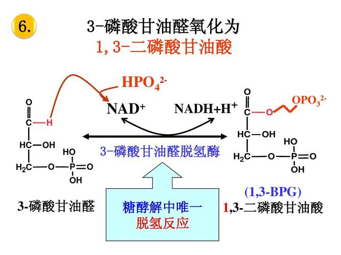 3-磷酸甘油醛氧化为 1,3-二磷酸甘油酸 hpo42o o c hc h2c h nad  oh