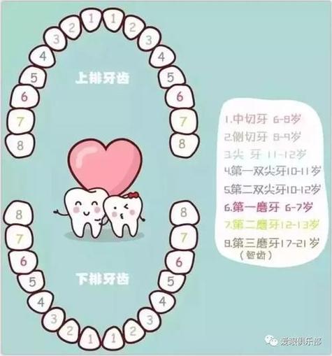 3,最后生长出来的牙齿是智齿,也是因人而异,一般是在成年之后长出来