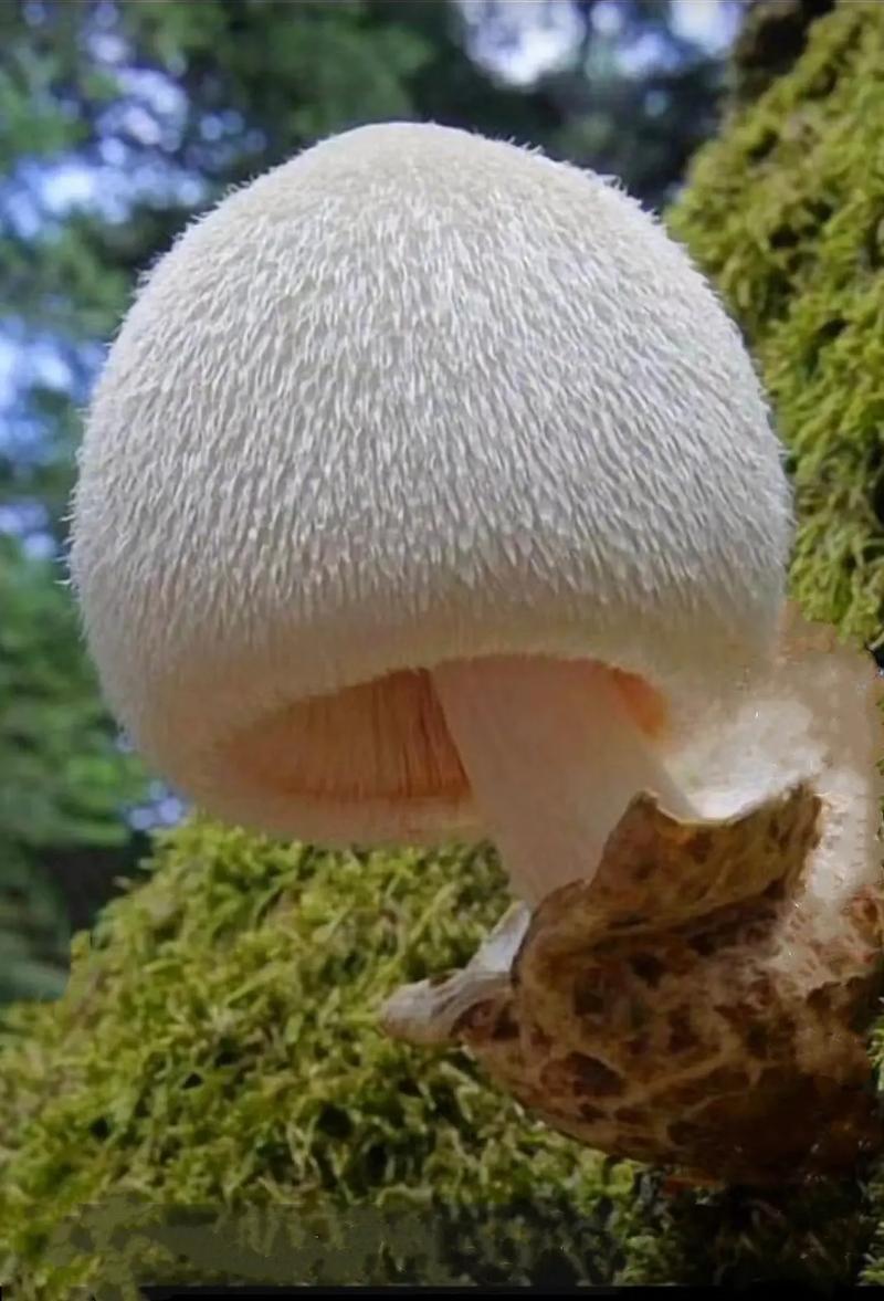 银丝草菇(前两张图片)#图文伙伴计划 白色有菌托的蘑菇大多有 - 抖音