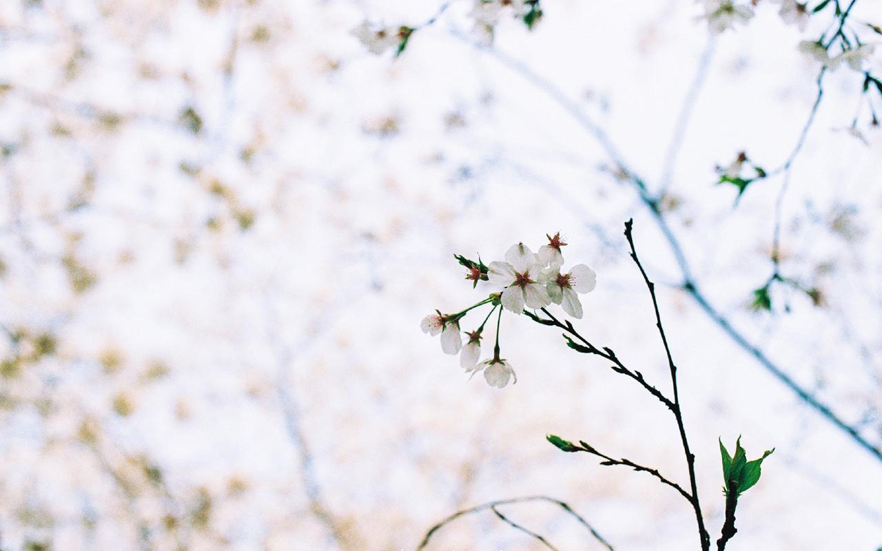 日系唯美小清新花朵风景桌面壁纸