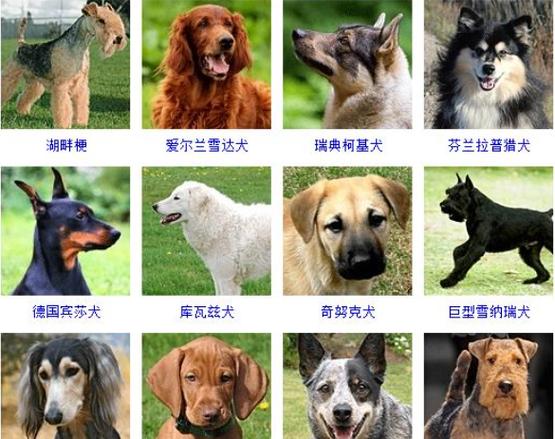 名犬图片和名字名犬图片和名字,很多人的家里面都是养了有狗狗的,名犬