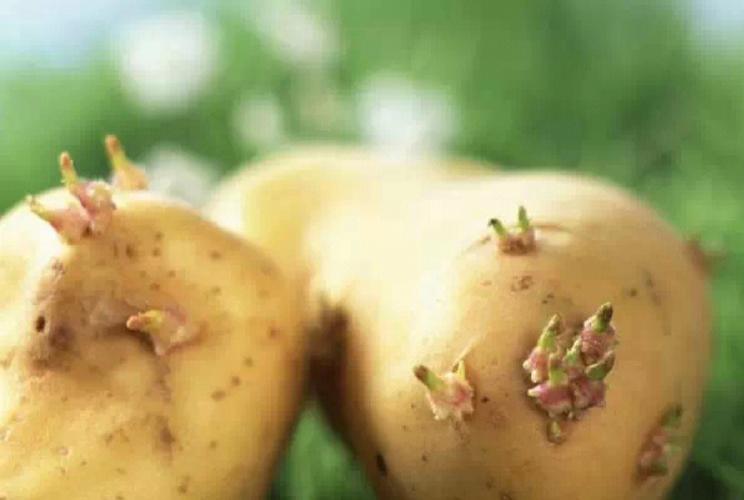 吃了发芽的土豆,我们为什么会中毒的原因,是因为它里面含有一种毒素