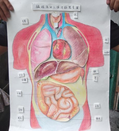 彩铅人体器官图——生物老师布置的作业 器官的形状是我画的,最重要的