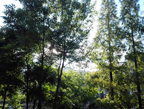蓝天 绿树 夏日 清晨 阳光 明媚
