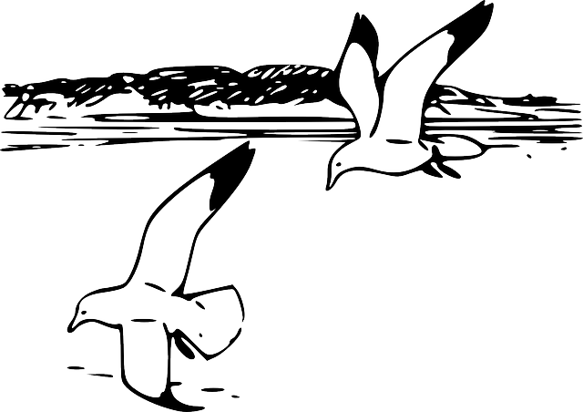 大海蓝天白云海鸥的简笔画图片