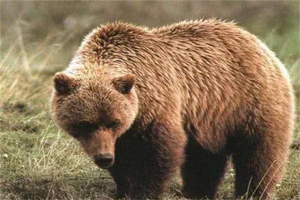 阿特拉斯棕熊棕熊已经灭绝的物种相当凶猛
