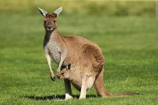 kangaroo怎么读音发音怎么读