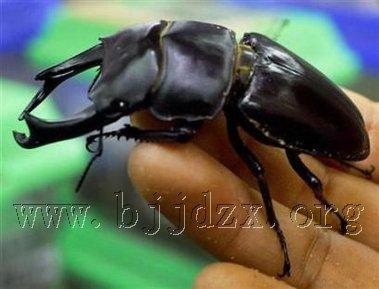 黑甲虫吃什么水果